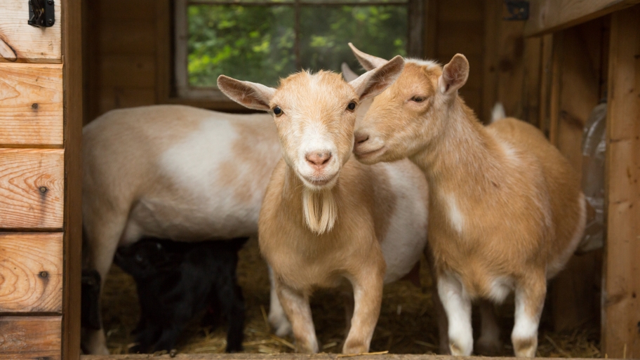 Rent a Goat to Clear Brush and Maintain Your Lawn Angie's List